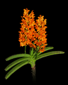 Photo of small orchid Vanda garayi in bloom, isolated on a black background.