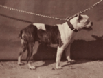 01. Old English Bulldog with prick ears. 1863. Paris