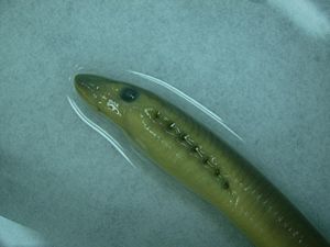 American brook lamprey ammocoete (SC) 2.JPG
