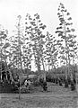 COLLECTIE TROPENMUSEUM Kleine aanplant van bloeiende sisal agaven in de cultuurtuin te Salatiga Midden-Java TMnr 10011536