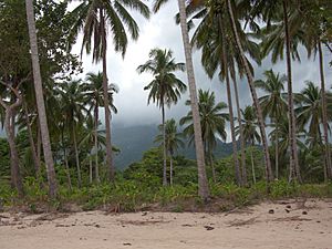 Coconut palm trees on the beach of Sabang, Palawan, Philippines