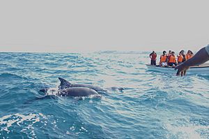 Dolphin tour in Zanzibar
