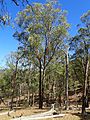 Eucalyptus caliginosa habit