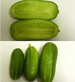 Persiancucumber