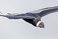 Peru - Colca Canyon - Andean condor (Vultur gryphus) 01