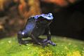 Poison Dart Frog (11)