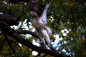 Red-tailed-hawk-nyc-oct-2010