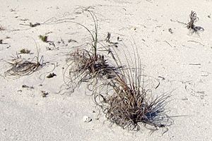 Sea oats (Uniola paniculata) on a Florida sand dune.