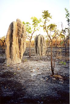 Termite cathedral mounds in a bushfire blackened tropical savanna