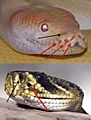 The Pit Organs of Two Different Snakes