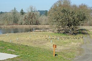 Tualatin River NWR geese