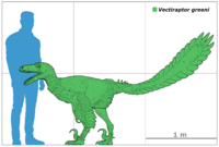 Vectiraptor size.png