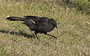 White-winged Chough2