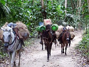 104 Donkeys in Tayrona Park Colombia
