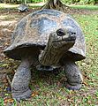 Aldabra Female on Curieuse