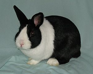 American Grand Champion Dutch Rabbit