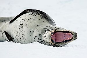 Antarctic Sound-2016-Brown Bluff–Leopard seal (Hydrurga leptonyx) 05