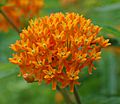 Butterfly Weed Asclepias tuberosa Umbel