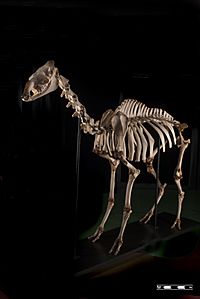 Camel skeleton at MAV-USP