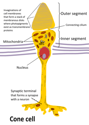 Cone cell eng