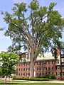 Elm Tree between Fahey Hall and Russell Sage building at Dartmouth College, Hanover, NH June 2011