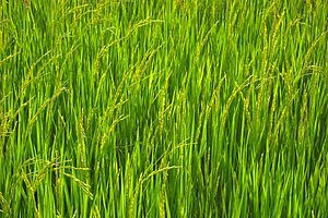 Kanchanaburi, Thailand, Asian rice (Oryza sativa) grass