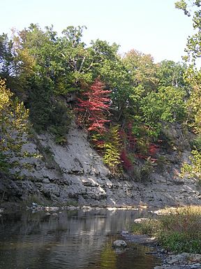 Maple Trees on the Cliff
