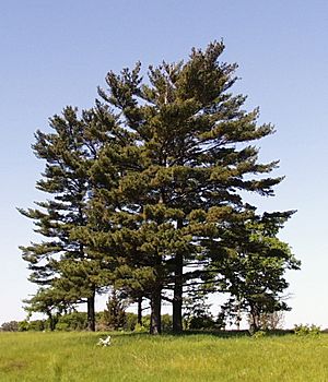 Pinus strobus trees