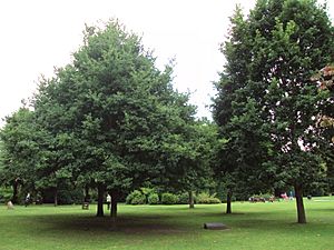 Queen Elizabeth II 40th anniversay oak trees, Grosvenor Park, Chester - DSC08002