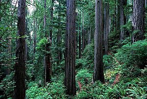 Redwood slope