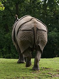 Rhinoceros unicornis (posterior)