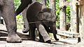 Taronga Zoo Elephant 3