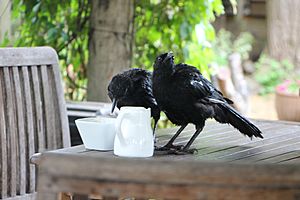 White-winged choughs eating cream