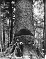 A lumberjack standing at the base of a huge tree showing a cut in the tree, ca.1900 (CHS-3368)