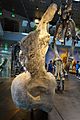 Argentinosaurus dorsal LA County Museum 3