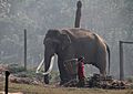 Chitwan-Elefantencamp-10-Bulle-Frau mit Korb-2013-gje
