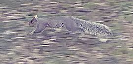 Eastern gray squirrel (Sciurus carolinensis) bounding across a lawn in Central Park 2018