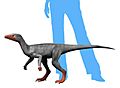 Eoraptor NT small