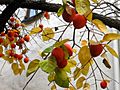 Hachiya persimmons on tree close-up