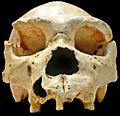 Homo heidelbergensis-Cranium -5