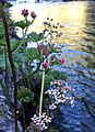 Indian rhubarb (Darmera peltata) on McCloud River