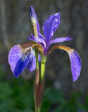 Iris germanica (Purple bearded Iris), Wakehurst Place, UK - Diliff.jpg