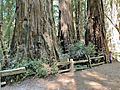 Large Trees and Small Girl at Henry Cowell Redwoods State Park in California - June 2022