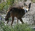 Red wolf with radio collar