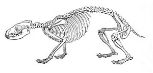 Skeleton of hedgehog