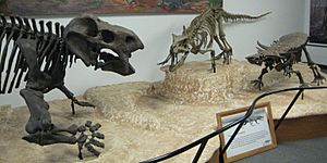 Triassic animals from Arizona