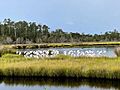 Wood storks wading in a marsh