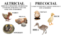 Altricial VS Precocial birds diagram