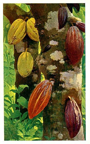 Cacao pods - Project Gutenberg eText 16035