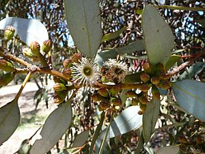Eucalyptus dumosa. White Mallee. Congoo Mallee. (4193874295)